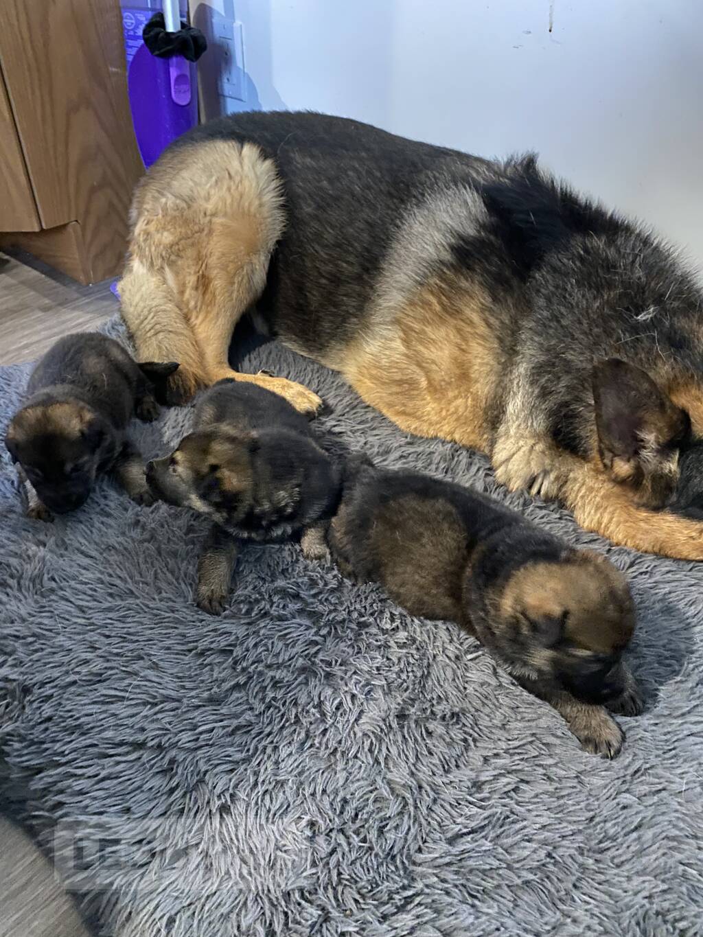 Puppies for sell Ottawa South Eastern & Ottawa Dogs, Puppies for