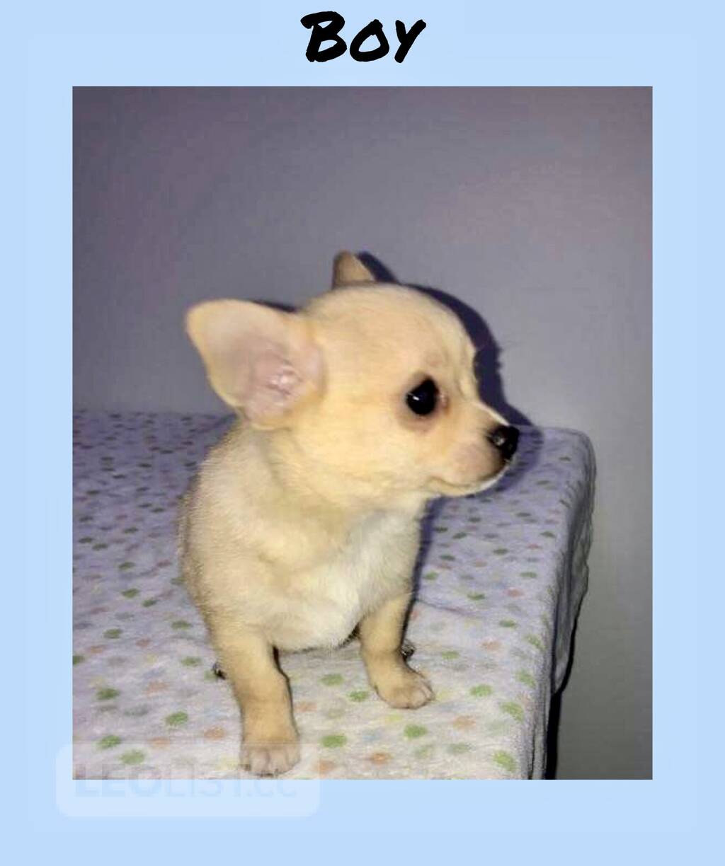 Teacup chihuahua applehead Vancouver Metro Vancouver Dogs