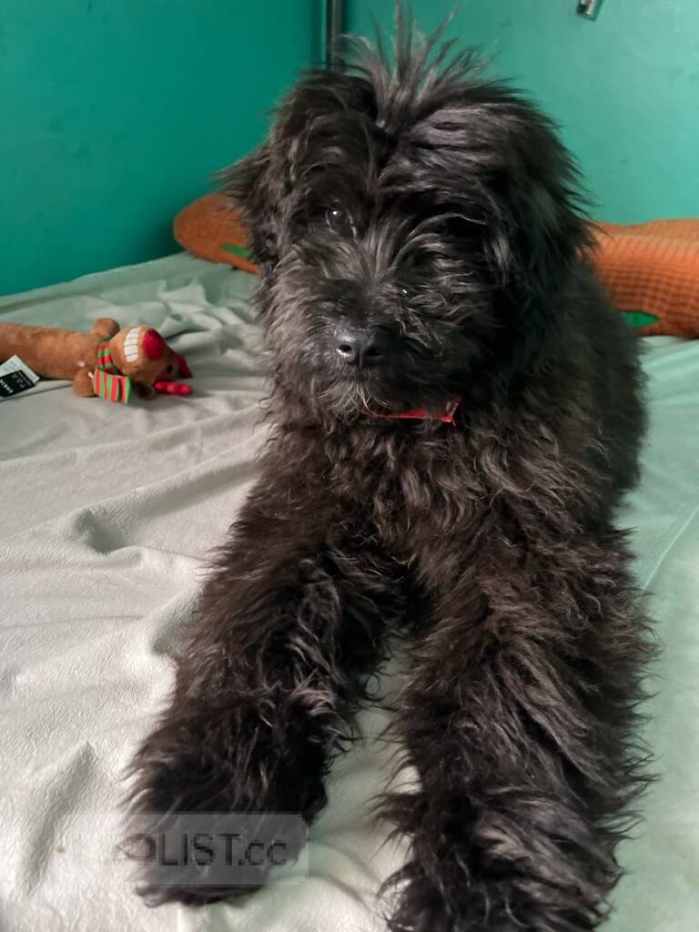 Can A 6 Month Old Puppy Be Housebroken