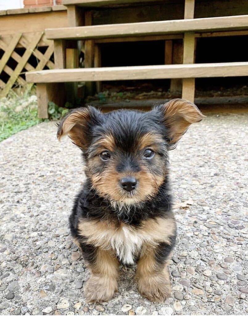 Yorkie poo for sale Brampton Greater Toronto Area Dogs, Puppies