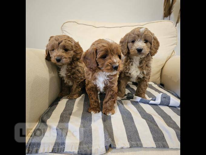 Cockapoo puppies for sale Belleville Central Dogs, Puppies for