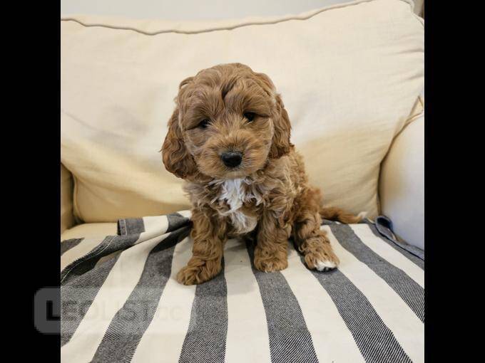 Cockapoo puppies for sale Belleville Central Dogs, Puppies for