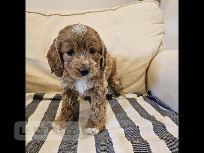 Cockapoo puppies for sale Belleville Central Dogs, Puppies for