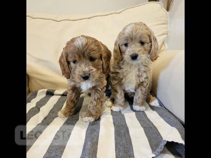 Cockapoo puppies for sale Belleville Central Dogs, Puppies for