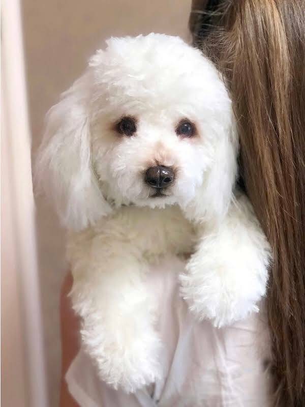 Dogs, Puppies for Sale in Metro Vancouver Pets LeoList