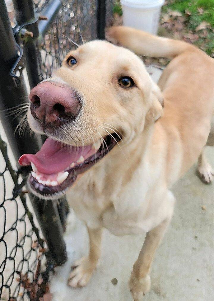 Flora for sell Belleville Central Dogs, Puppies for Sale LeoList