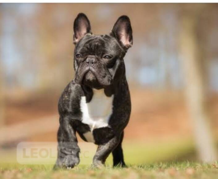 I want to sell my dog Winnipeg Manitoba Dogs, Puppies for Sale