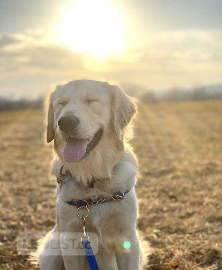 I have a dog i want to sell it Vancouver Metro Vancouver Animal