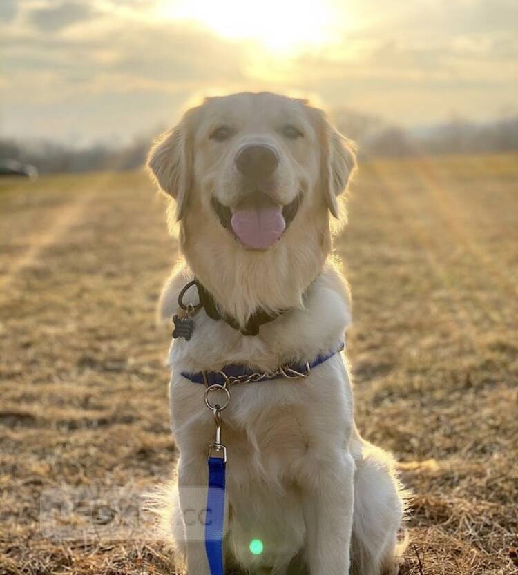 I have a dog i want to sell it Vancouver Metro Vancouver Animal