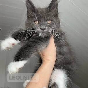 Kitten for sell
