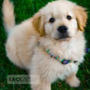 Dog available for sale