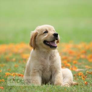 I have dog