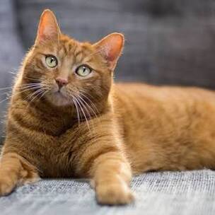 Cat for lease